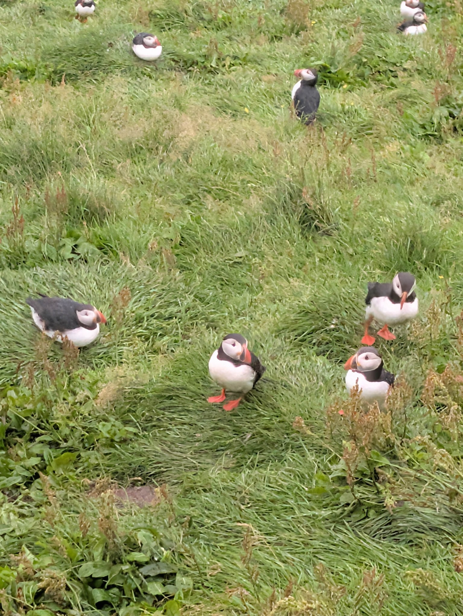 Puffins in Westman Islands